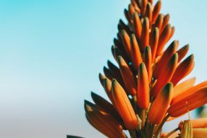 Dove trovare online l'aloe arborescens